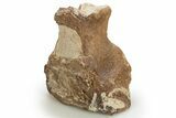 Fossil Plesiosaur Cervical Vertebra - Asfla, Morocco #328654-1